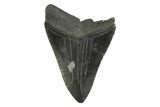 Serrated, Fossil Megalodon Tooth - South Carolina #356845-1